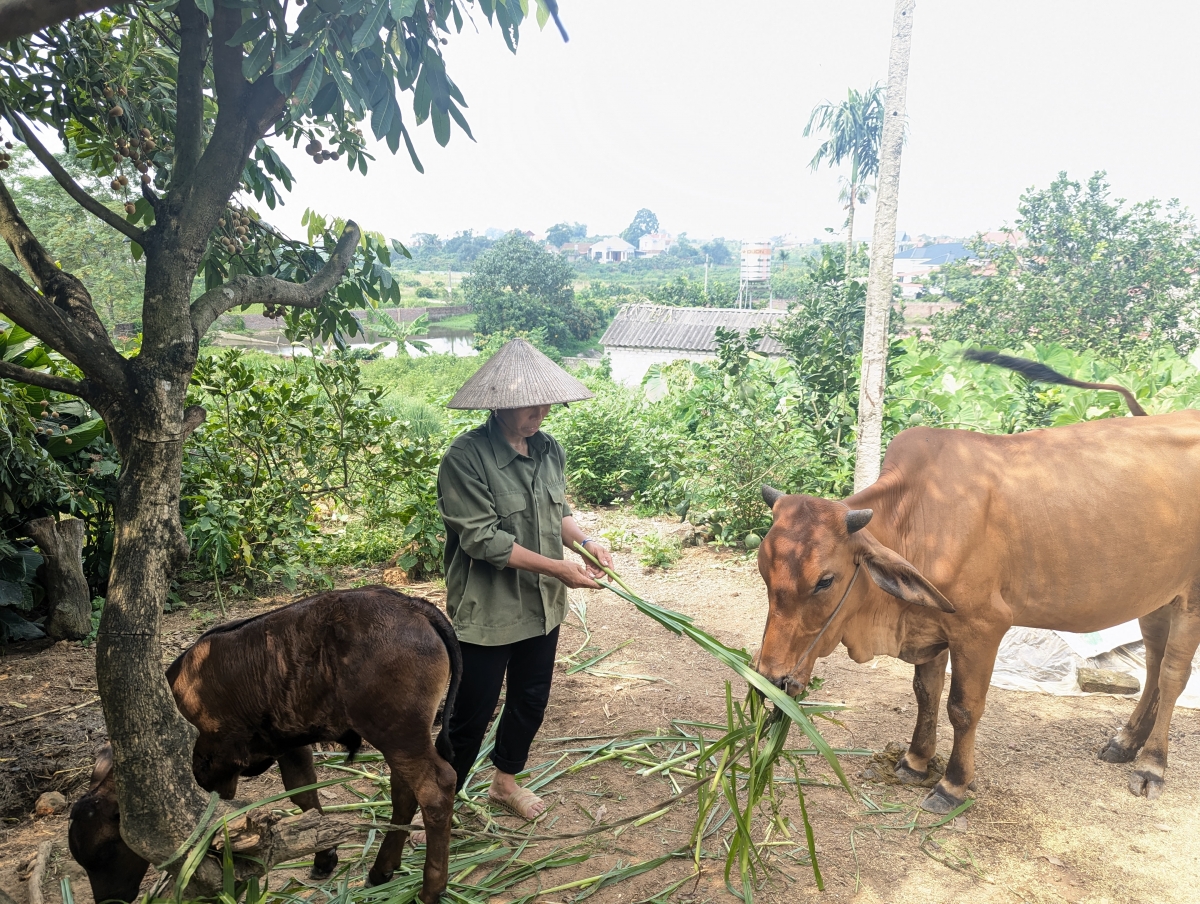 Nhiều nông dân được vay vốn lãi suất thấp để phát triển sản xuất, chăn nuôi
(Ảnh TTX Việt Nam)
