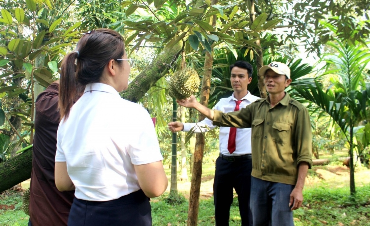 Nhiều doanh nghiệp, hộ kinh doanh ở Đắk Lắk đã khởi nghiệp từ nông nghiệp, hoặc đầu tư nông nghiệp song song với mảng kinh doanh chính.