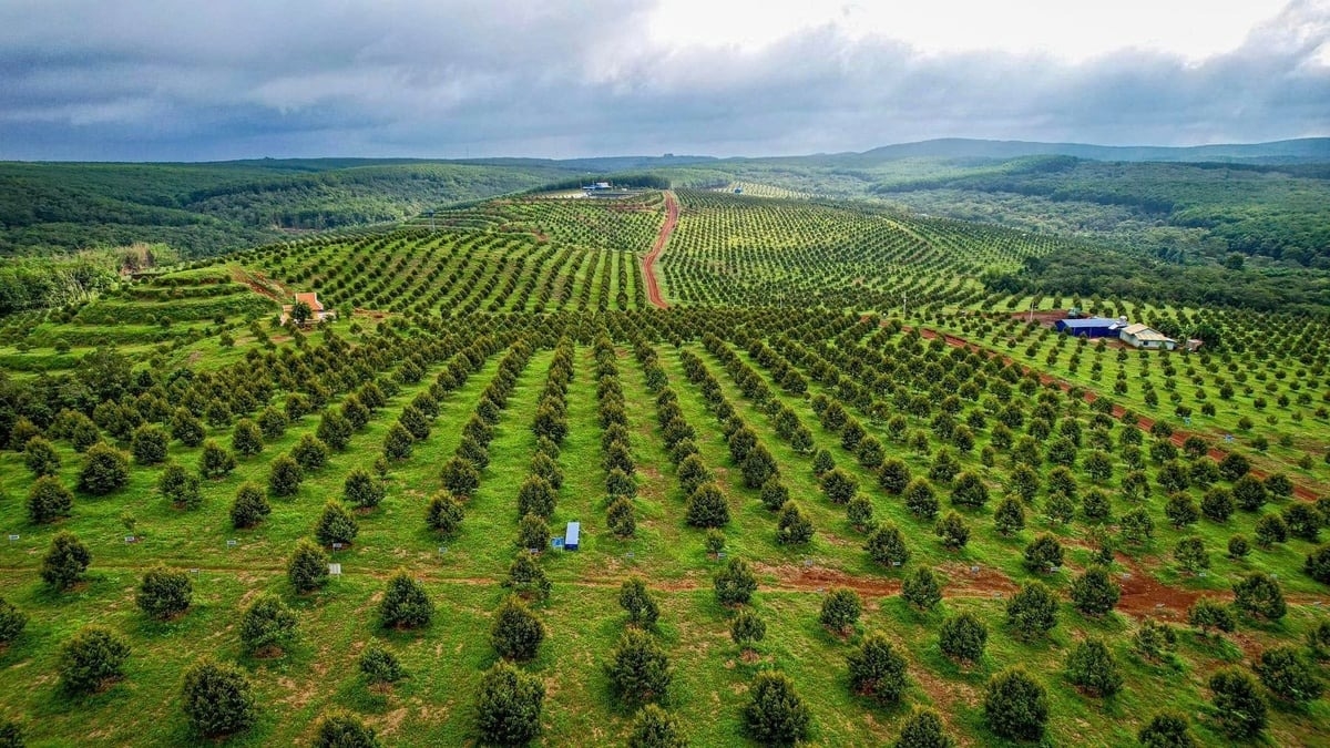 Queen Farm là trang trại sầu riêng công nghệ cao có quy mô lớn