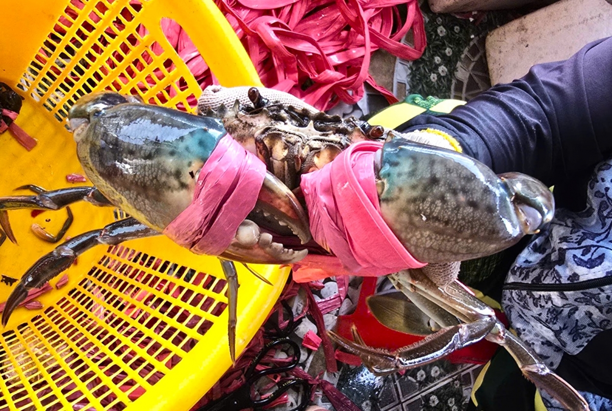 Cua Cà Mau là vốn đã là một đặc sản rất nổi tiếng