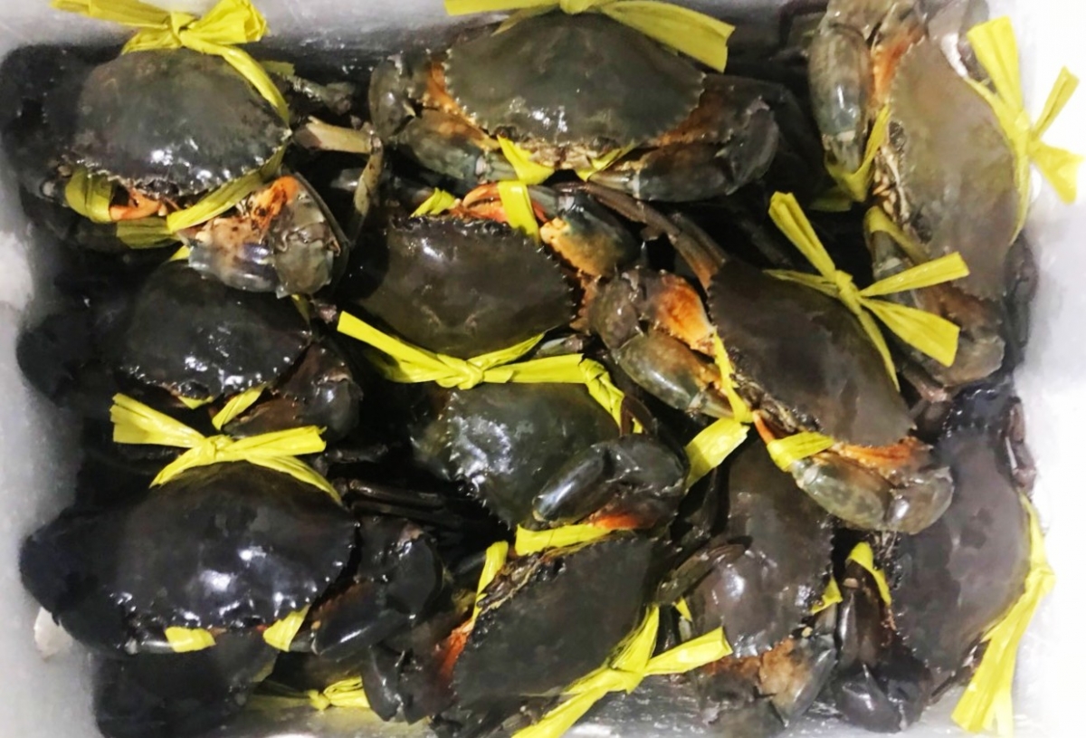 Ngày hội Cua Cà Mau sẽ là dịp để kết nối giao thương