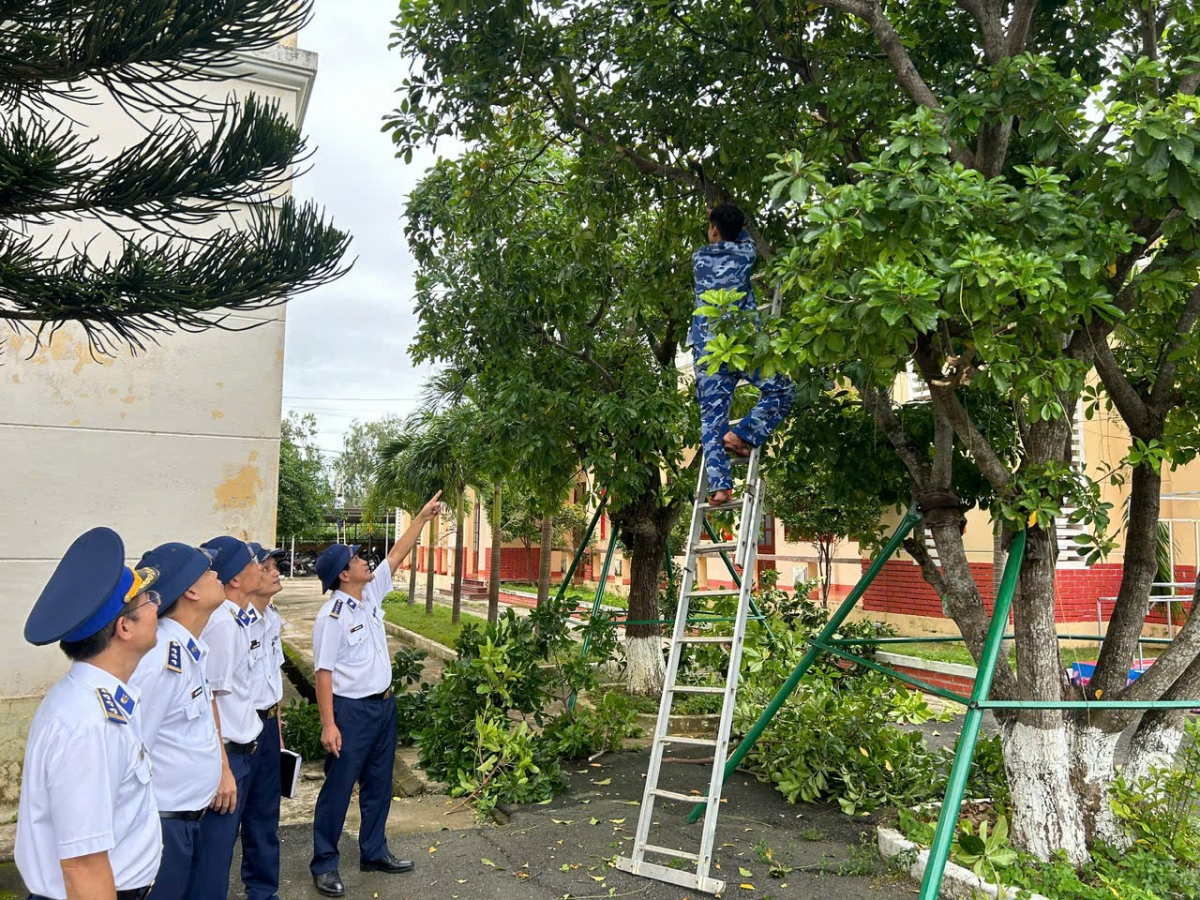 Gia cố, cắt tỉa cây xanh phòng chống bão