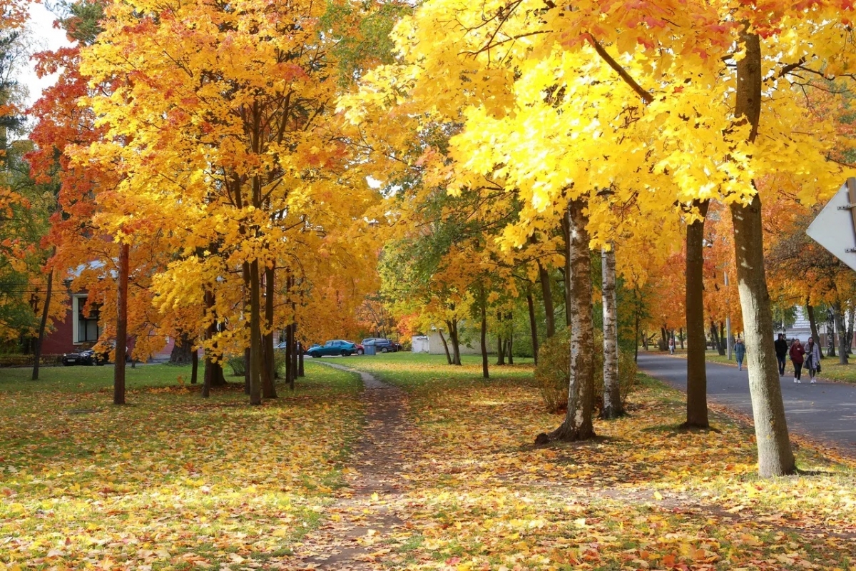 Mỗi góc phố, mỗi công viên là một bức tranh tuyệt mỹ của mùa thu.