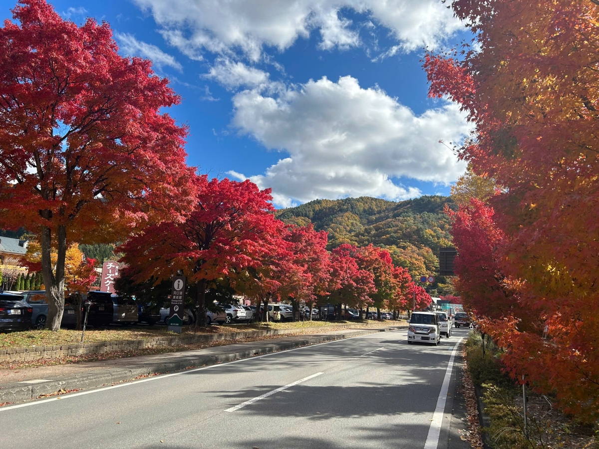 Mùa thu ở chân núi Phú Sỹ (ảnh: VOV Tokyo)
