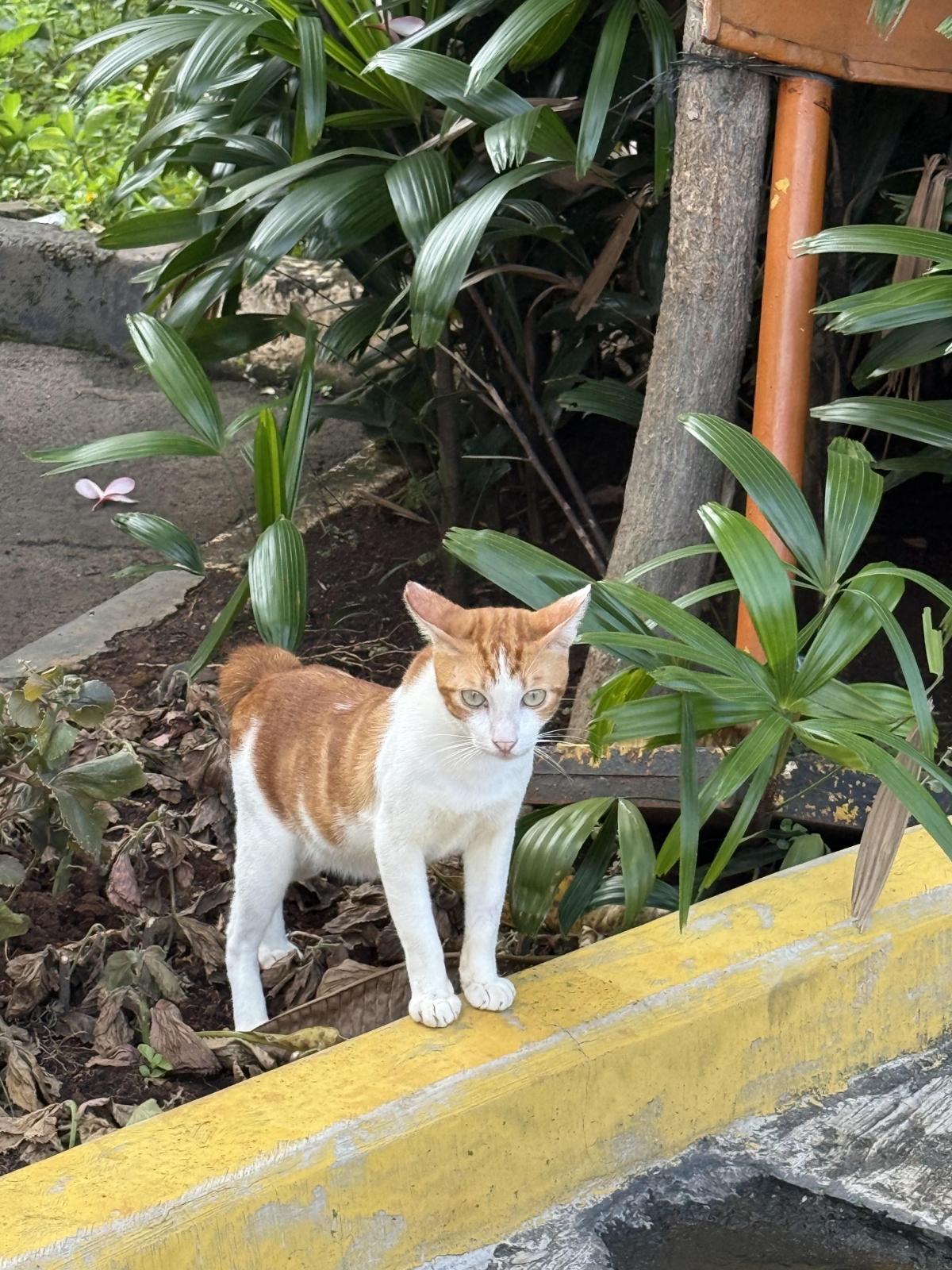 Mèo trên đường phố ở Thủ đô Jakarta, Indonesia