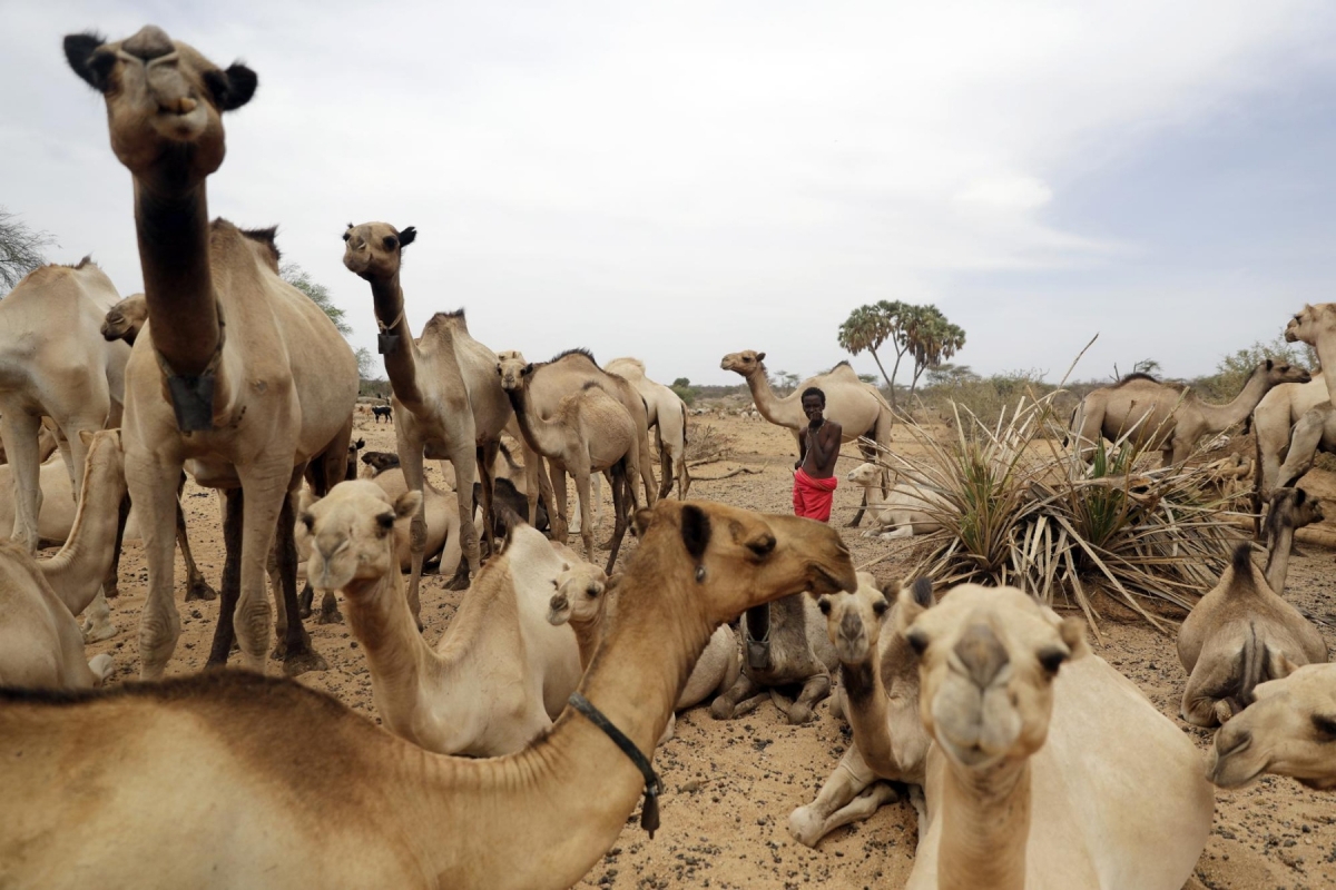 Kenya chuyển sang nuôi lạc đà thay cho bò khi hạn hán đe dọa