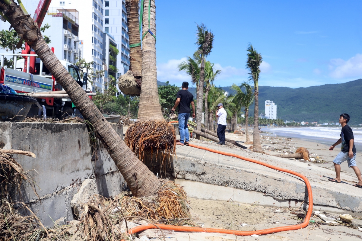 Hàng đưa cảnh mới trồng dọc bãi biển Thọ Quang-Mân Thái bị sóng đánh bật gốc.