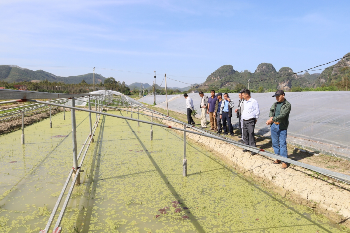 Các hộ nông dân tham quan mô hình tại tỉnh Lạng Sơn