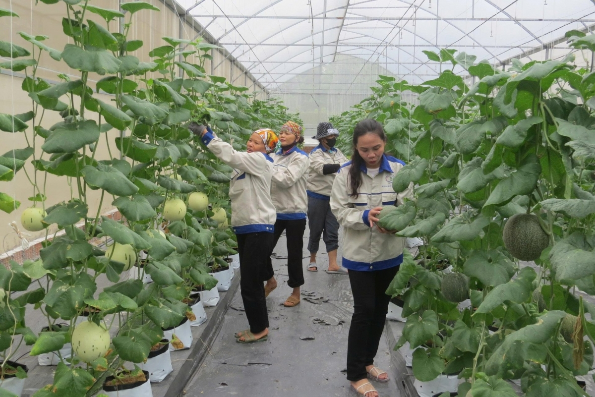 Vườn dưa lưới công nghệ cao tại Hải Phòng.