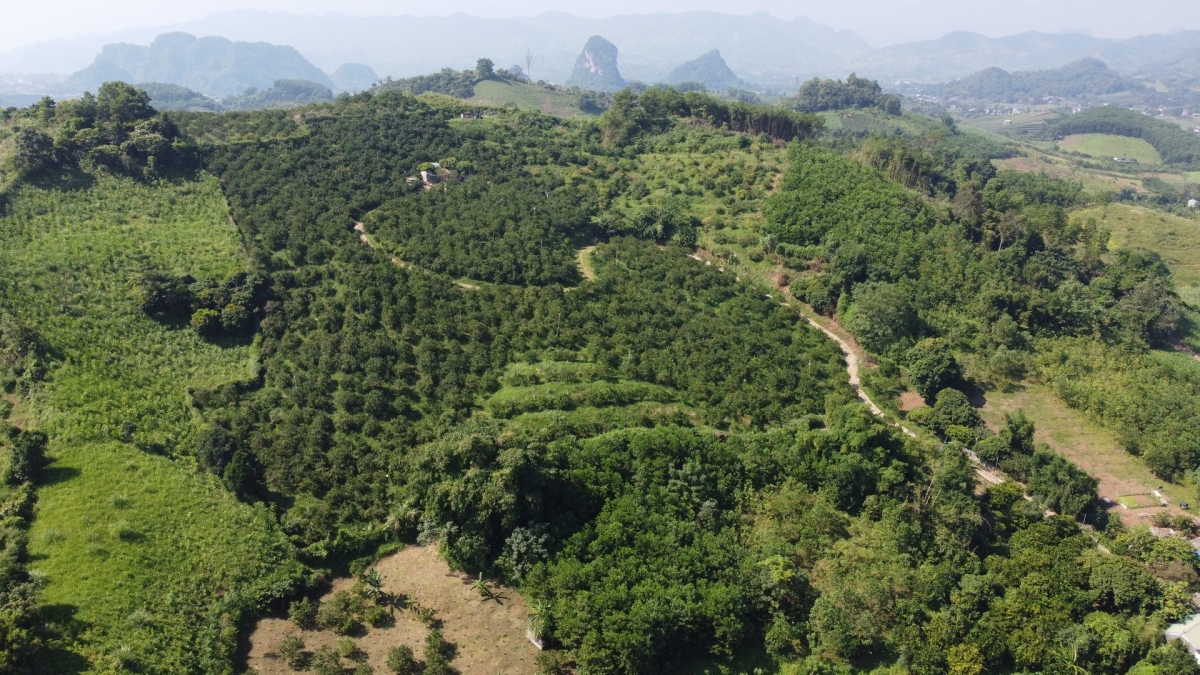 Vùng chuyên canh trồng cam của tỉnh Phú Thọ