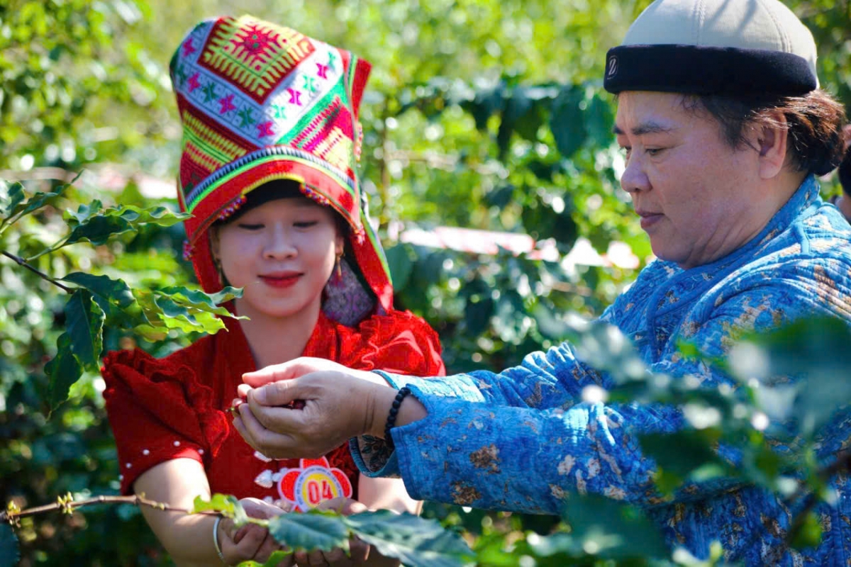 Du khách trải nghiệm hái cà phê Arabica ở bản Trung tâm, Chiềng An, Sơn La