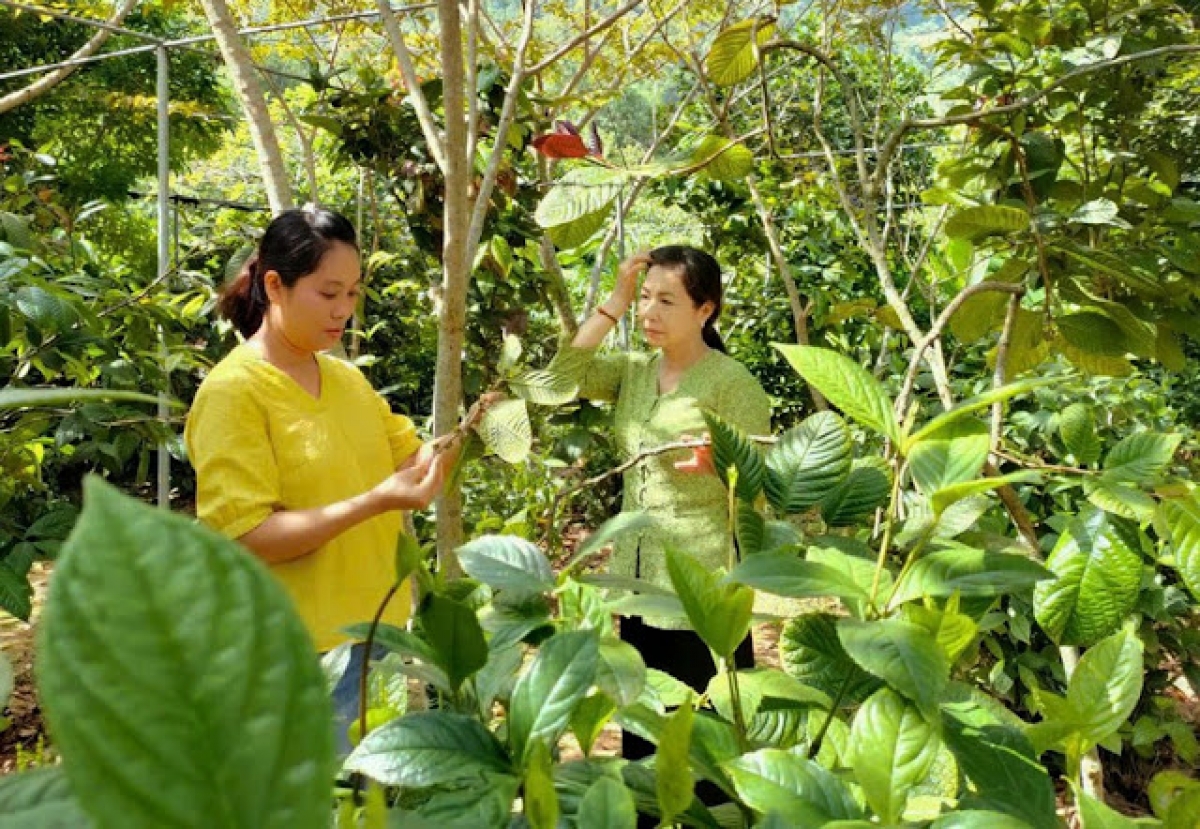 Chăm sóc cây dược liệu tại Hợp tác xã Bảo tồn và Phát triển dược liệu Sóc Sơn