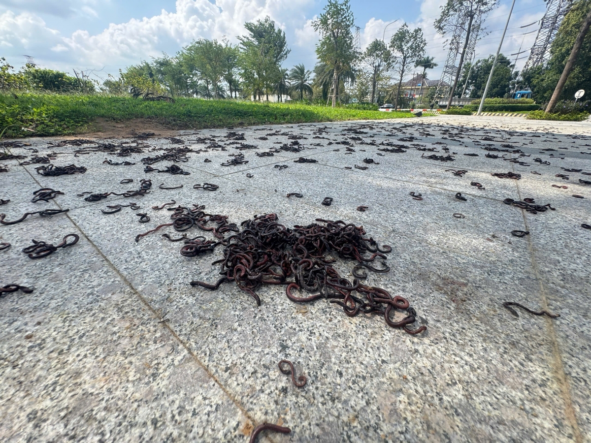 Giun bò vào khu vực gần khu đô thị.