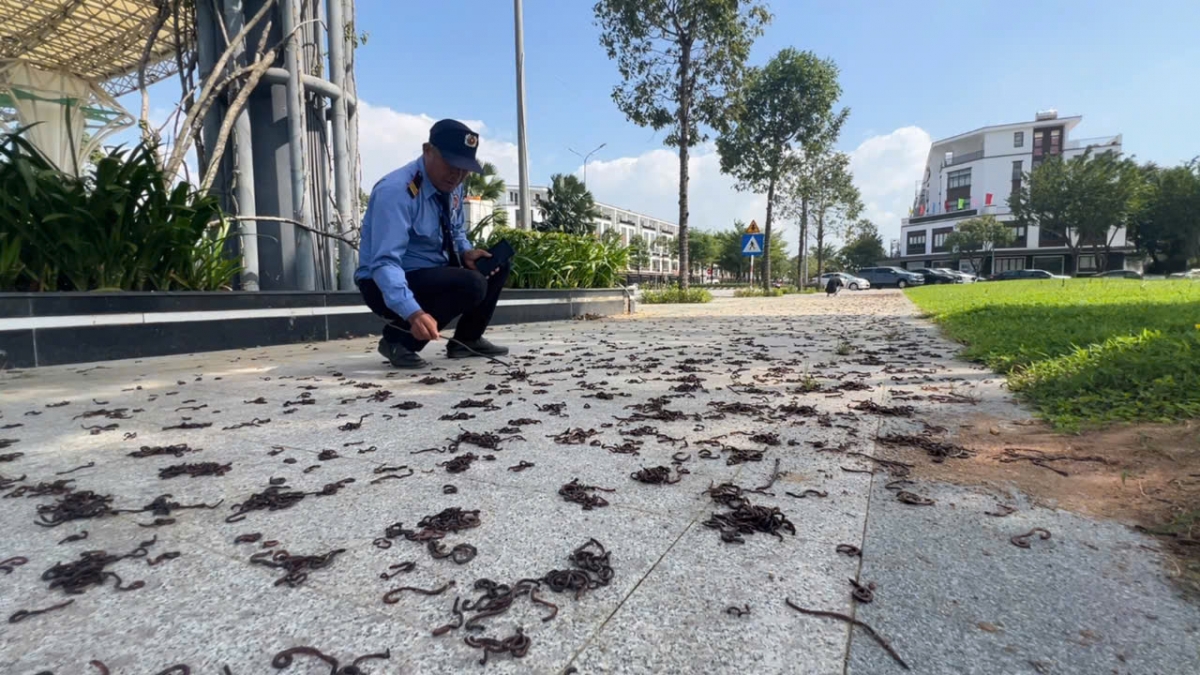 Giun đất bò vào khu vực vỉa hè.