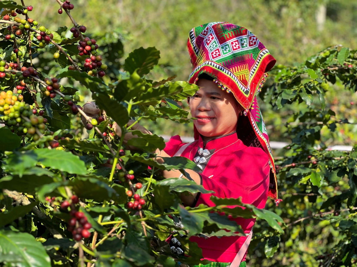 Cà phê Arabica của người dân Chiềng An, Sơn La được mùa, được giá