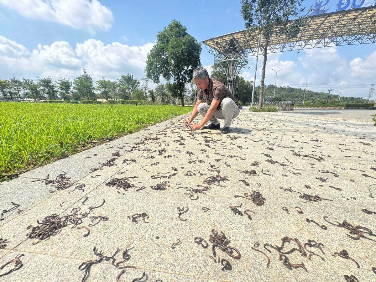 Hàng ngàn con con giun đất ngoi lên mặt đất.