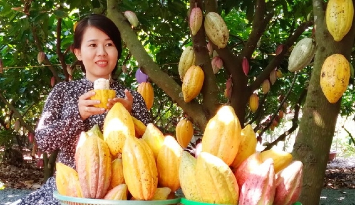 Cây cacao của Hợp tác xã cacao Suối Cát được sản xuất theo quy trình sản xuất sạch hữu cơ tiêu chuẩn VietGap