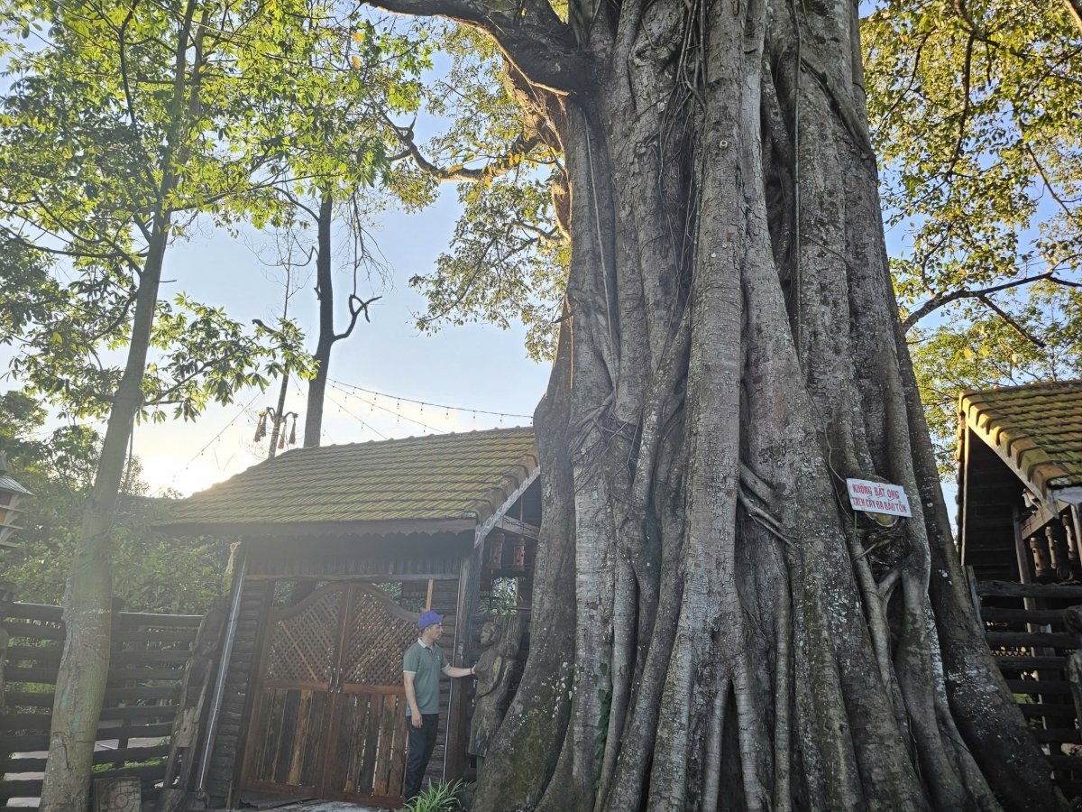Một trong những cây đa hàng trăm năm tuổi được bà con làng Ia Nueng gìn giữ