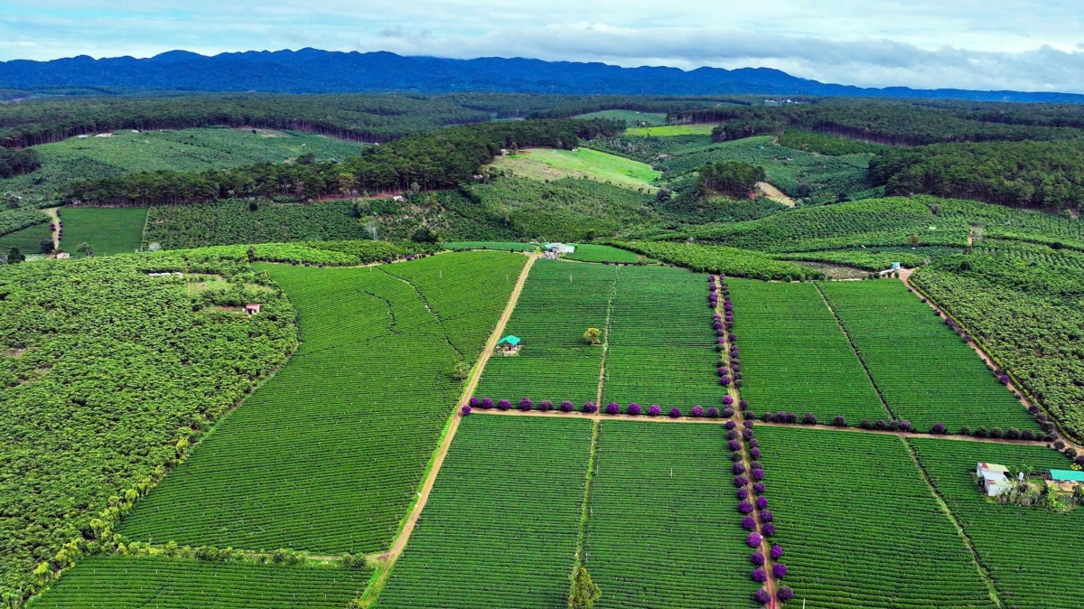 Một vùng trà ở Lâm Đồng - thủ phủ trà của Việt Nam.