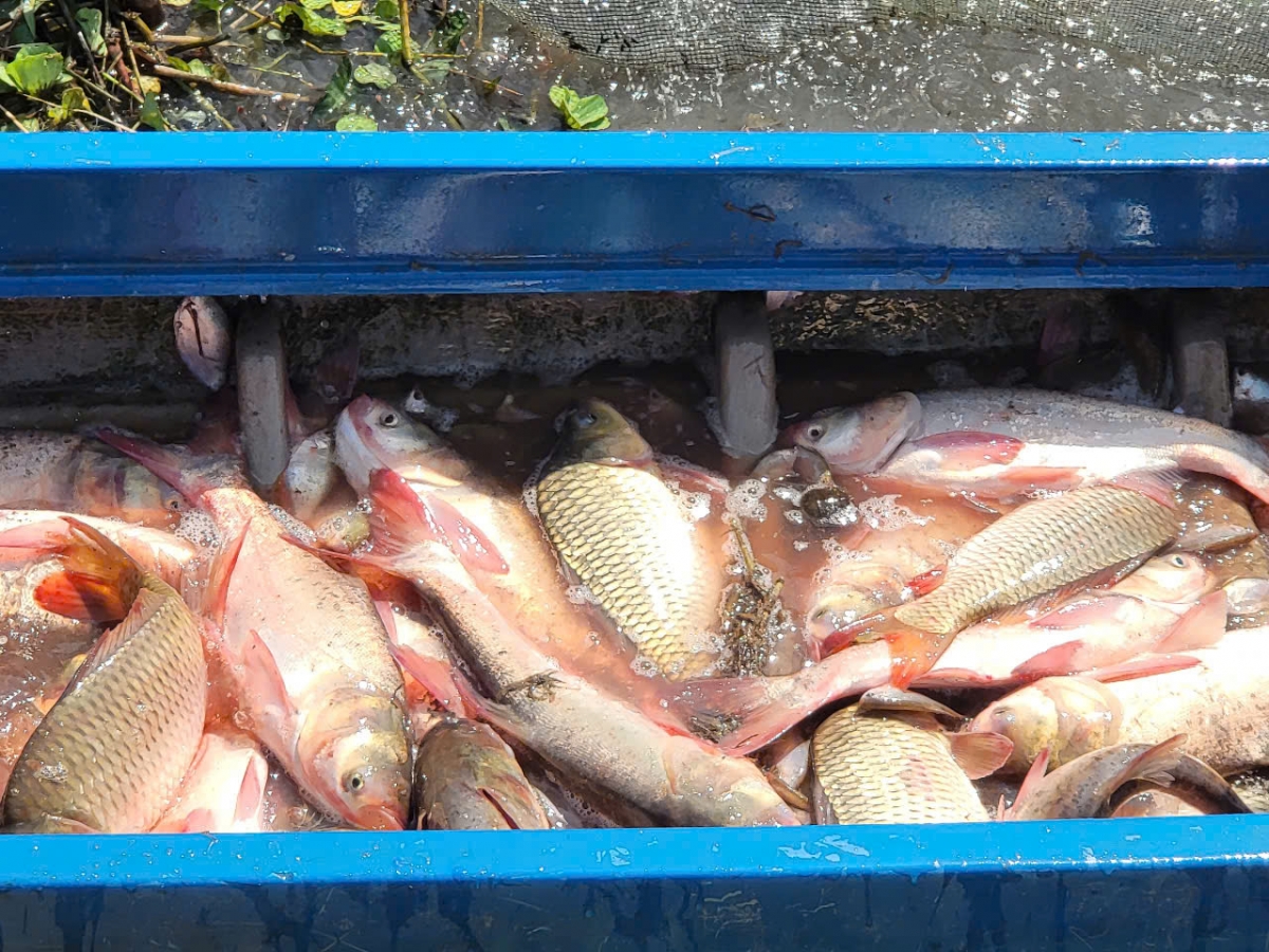 Năm nay nhờ nước về nhiều, dâng cao nên cá phát triển tốt