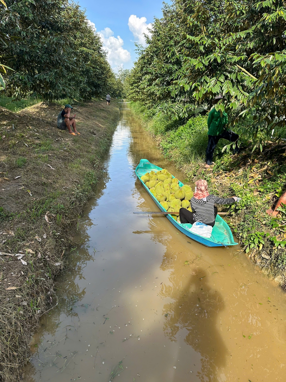 Nhà vườn phấn khởi vì trái sầu riêng tăng giá trở lại.