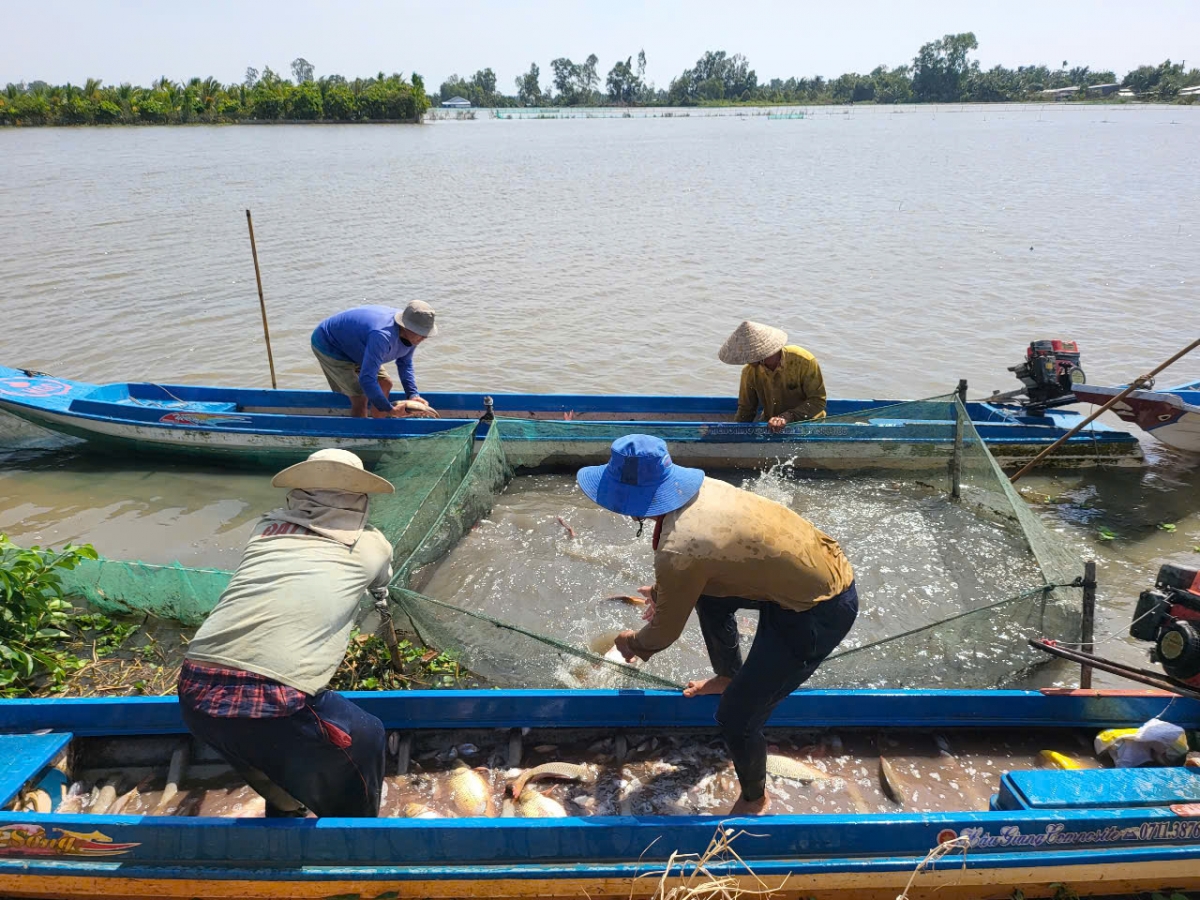 Nông dân Cần Thơ có thu nhập từ 12-15 triệu đồng/ha từ mô hình nuôi cá trên ruộng trong mùa nước nổi