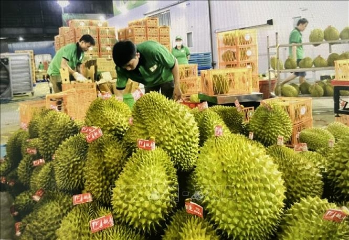 Đóng gói sầu riêng xuất khẩu sang thị trường Trung Quốc.