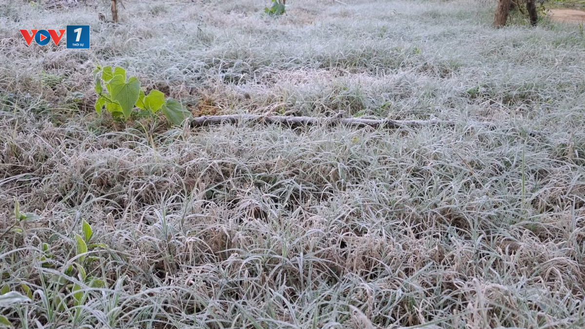 Sương muối tại Mộc Châu