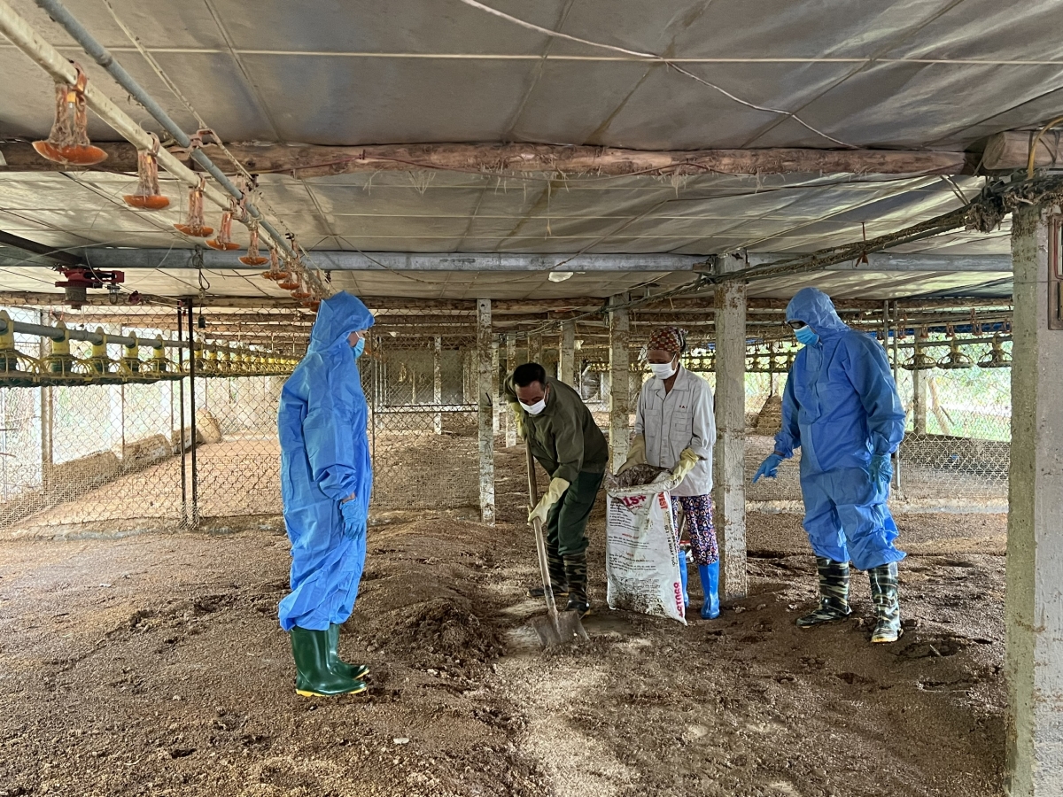 Tái đàn chăn nuôi an toàn dịp cuối năm