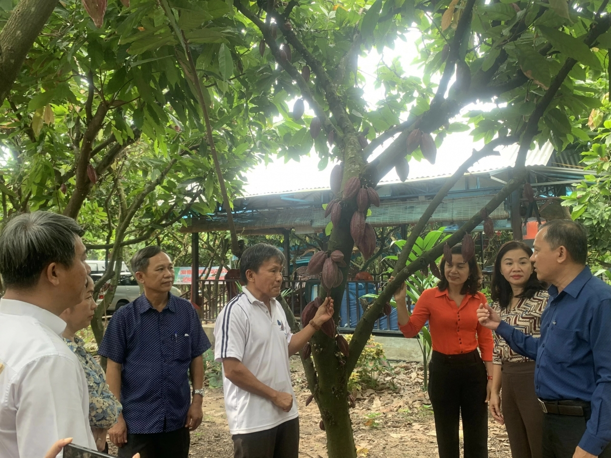 Đoàn công tác đến thăm HTX ca cao Suối Cát, tỉnh Đồng Nai