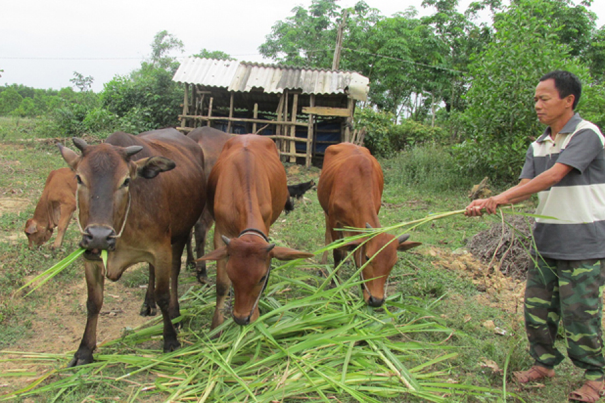Nhiều mô hình chăn nuôi được áp dụng hiệu quả