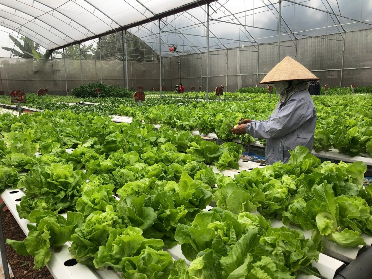 Các mô hình nông nghiệp xanh ngày càng được nhiều nông dân áp dụng