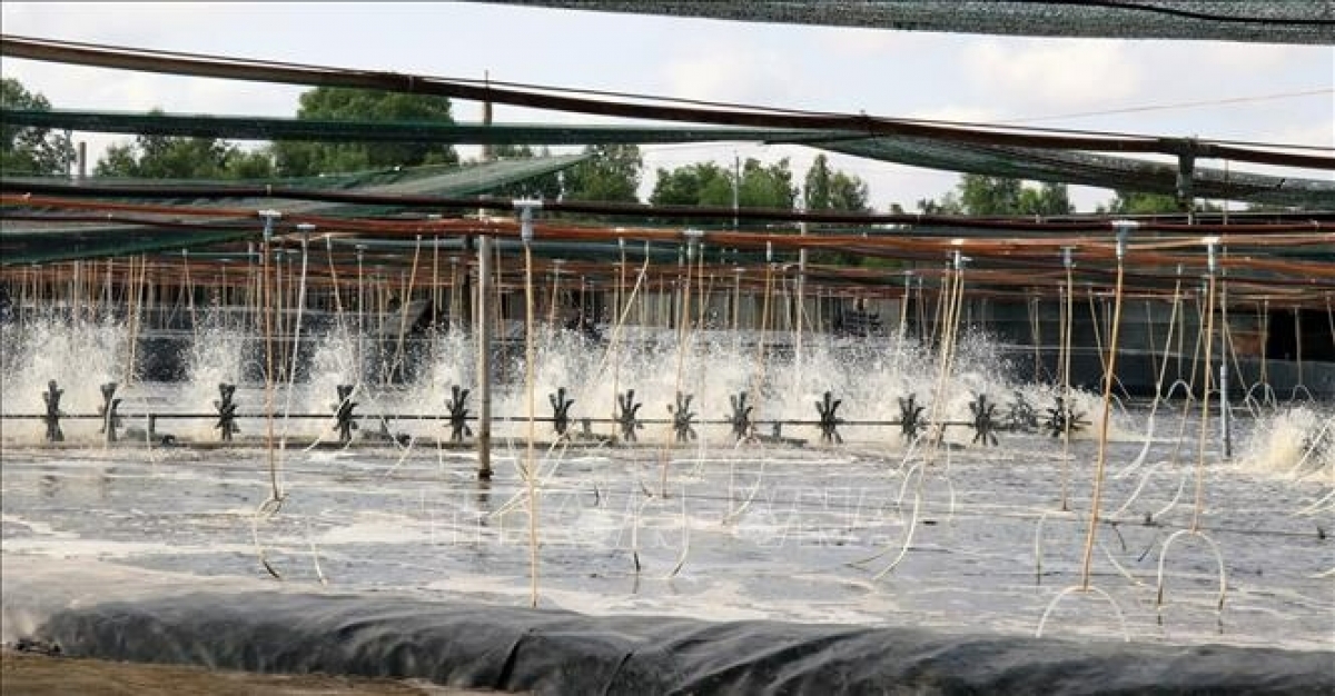 Nuôi tôm thẻ chân trắng ứng dụng công nghệ cao