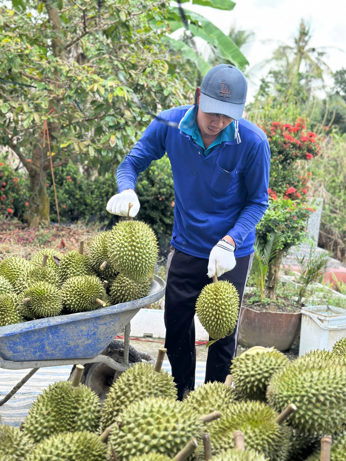 Dù thị trường có biến động nhưng nông dân trồng cây sầu riêng vẫn có thu nhập cao.