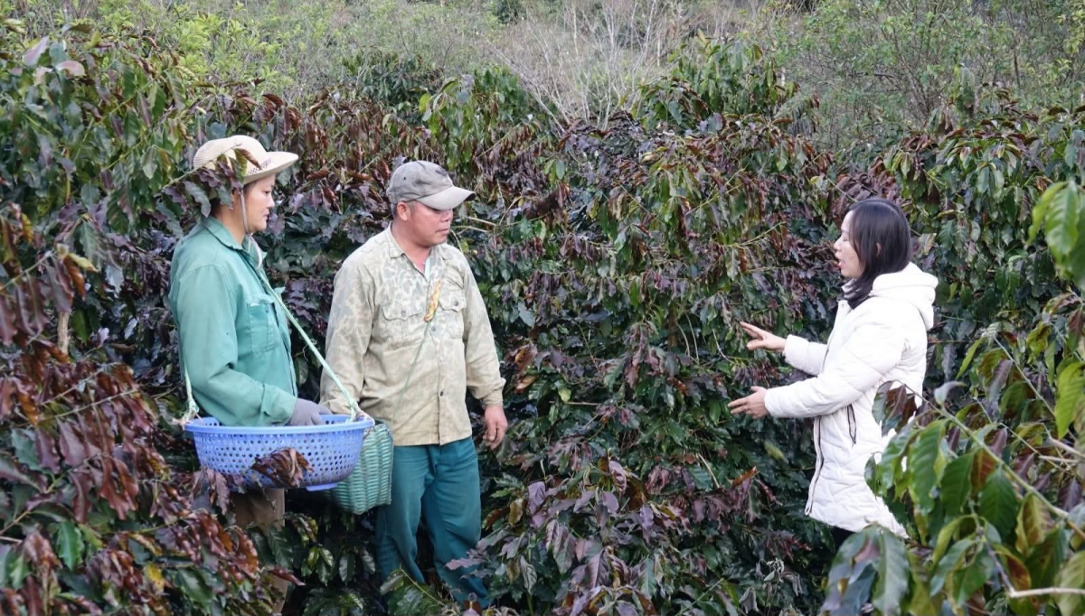 Trung tâm Kỹ thuật nông nghiệp tỉnh Sơn La hướng dẫn bà con bảo vệ cây cà phê trước sương muối (Ảnh: Báo Sơn La)