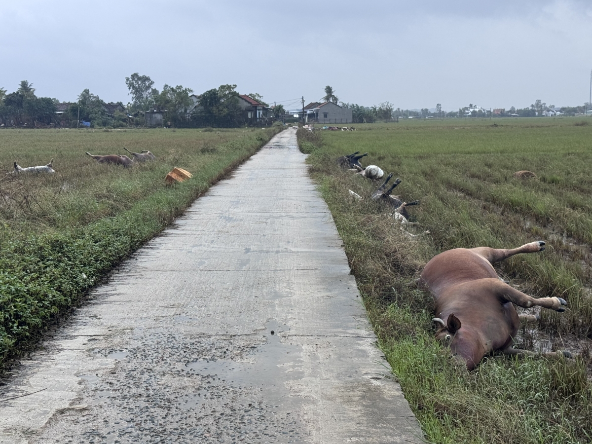 Xác trâu, bò la liệt trêng cánh đồng xóm Bầu Ngang, thôn Phú Phong, xã Hoà Thịnh, tỉnh Đắk Lắk.