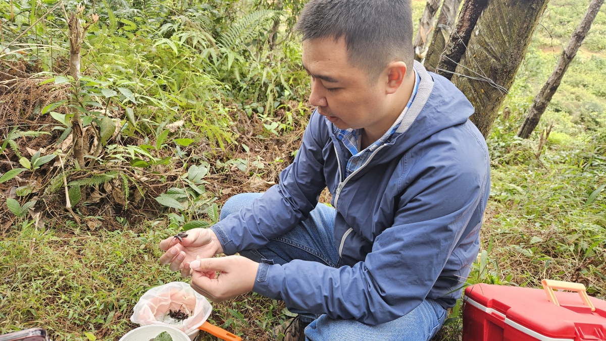 Anh Trần Xuân Hưng giới thiệu về các mẫu côn trùng thu thập được