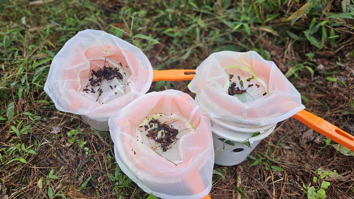 Rất nhiều các loài côn trùng ngoại lai đã được thu bắt phục vụ nghiên cứu