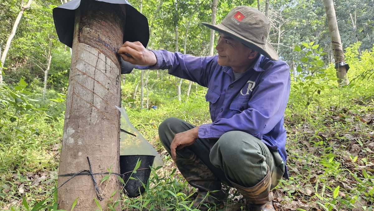 Tại Công ty Cao su Điện Biên tỷ lệ lao động là đồng bào lên đến hơn 90%, công tác tạo nguồn đảng viên càng trở nên quan trọng.