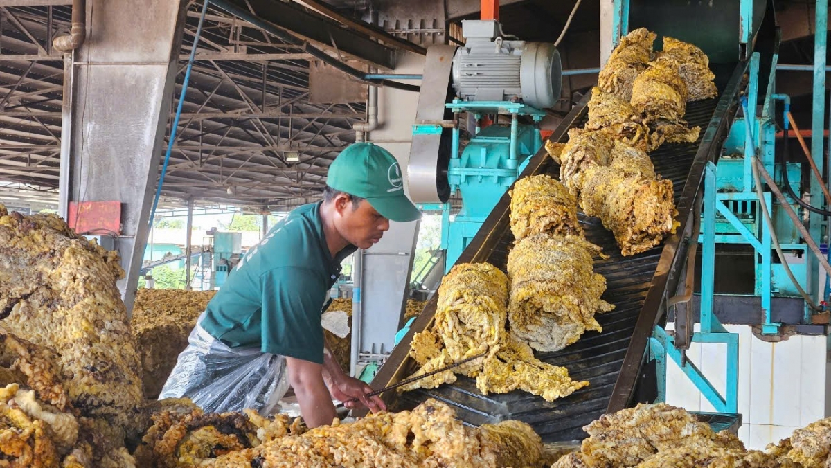 Đội ngũ đảng viên trẻ, công nhân người dân tộc thiểu số có đóng góp quan trọng cho nhiều công ty cao su vùng Tây Nguyên và biên giới.