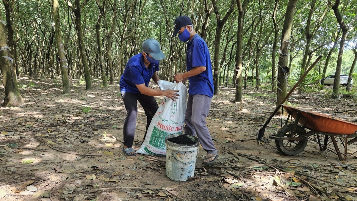 Tận dụng bùn thải để sản xuất khoảng 2.000 tấn phân vi sinh mỗi năm bón lại cho vườn cây, nhờ đó, Phước Hòa đã giảm rõ rệt lượng khí thải và chi phí vận hành, đồng thời duy trì độ màu mỡ của đất rừng.