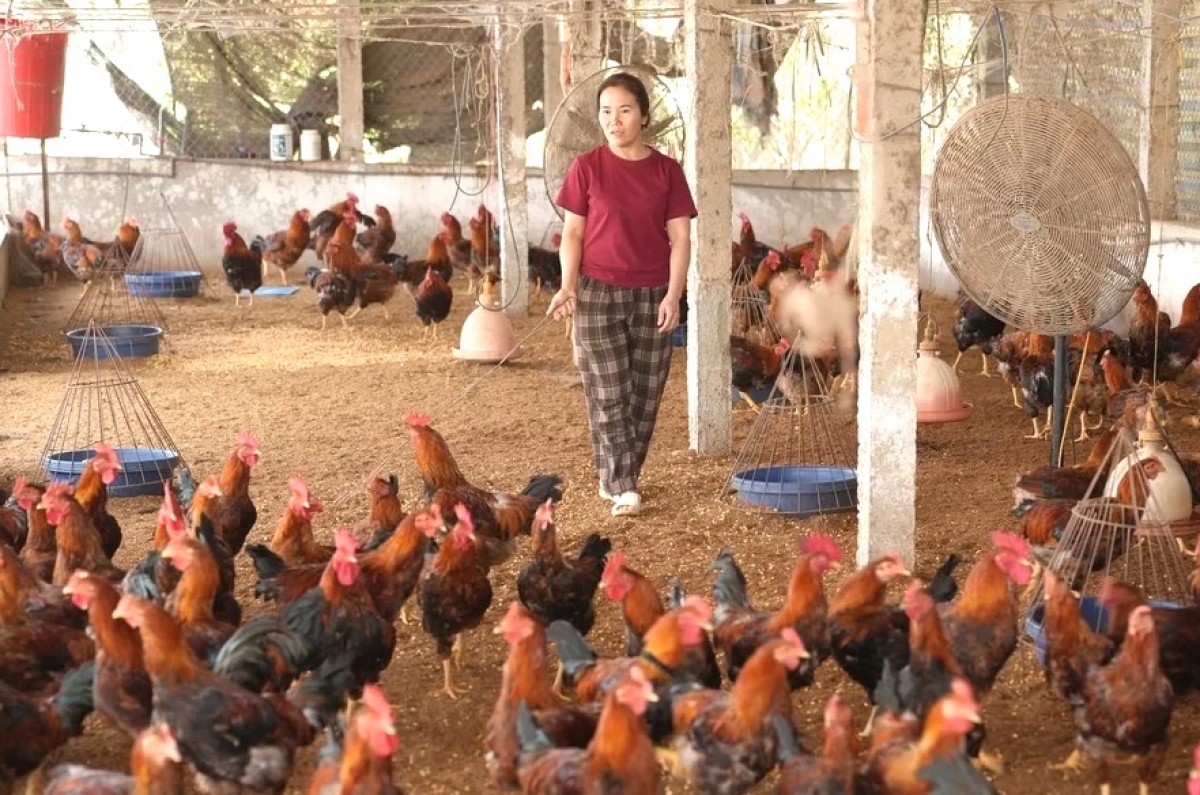 Chăn nuôi gia cầm, tạo sinh kế cho hộ nghèo