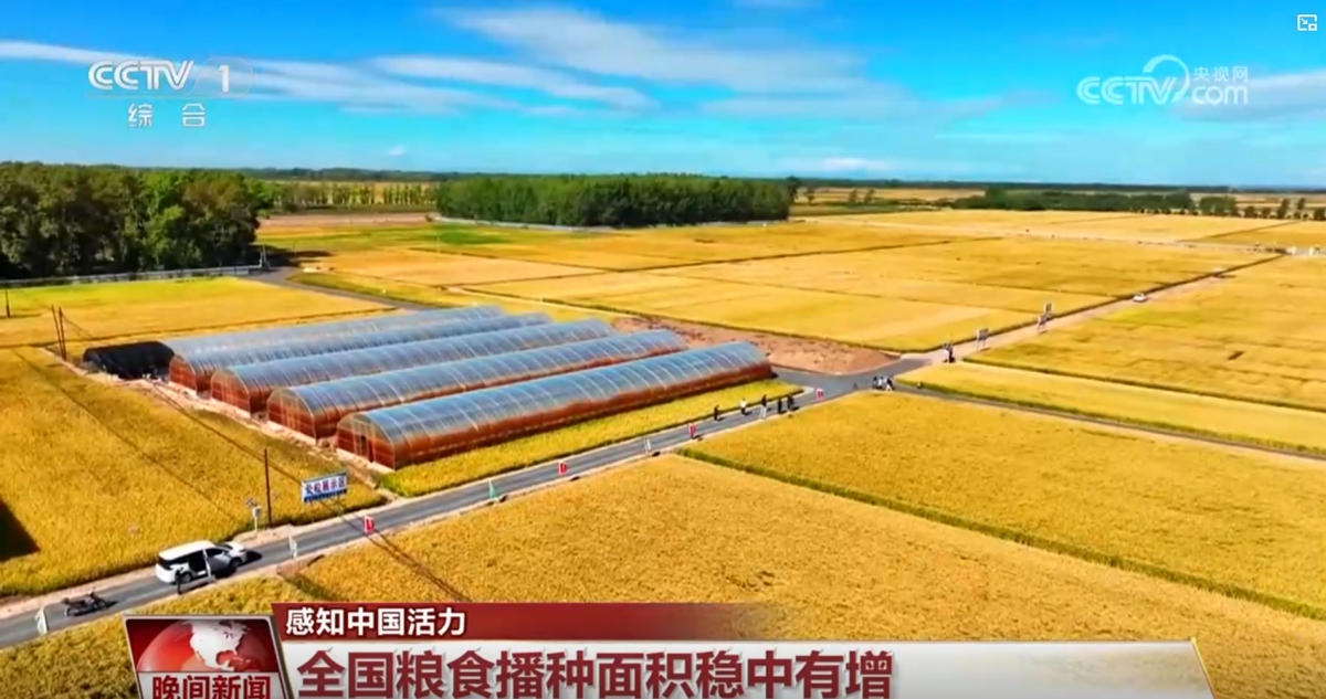 Sản lượng lương thực của Trung Quốc đạt hơn 700 triệu tấn trong năm 2025. Ảnh CCTV