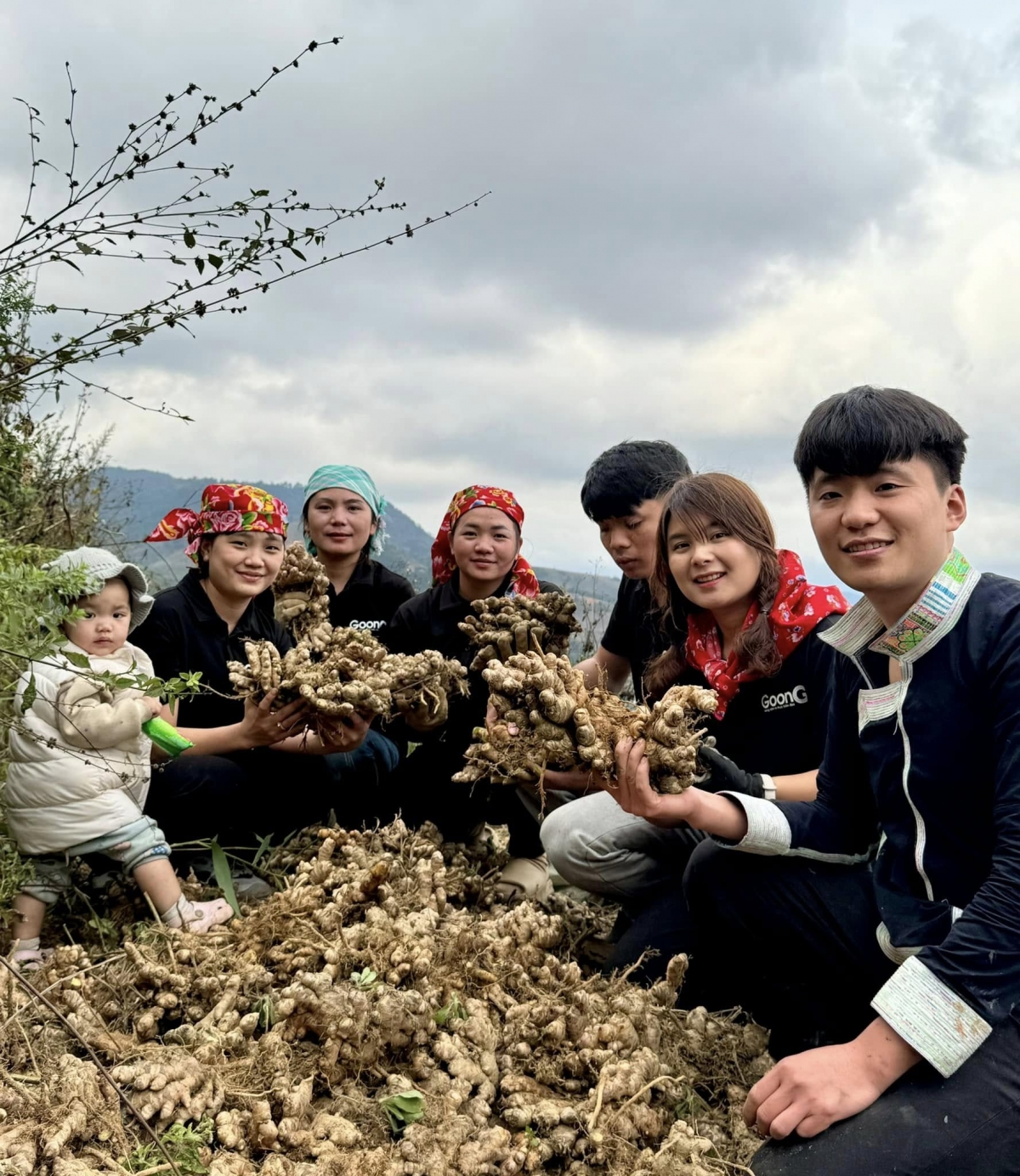 Người dân tỉnh Lào Cai thoát nghèo nhờ cây dược liệu