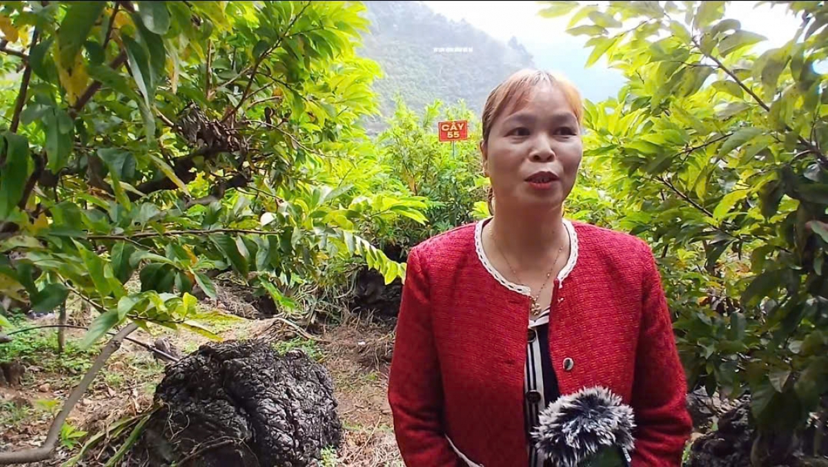 Nhiều gia đình mong muốn gắn hoạt động sản xuất nông nghiệp với phát triển các mô hình du lịch trải nghiệm, vừa tăng thu nhập, vừa quảng bá sản phẩm địa phương