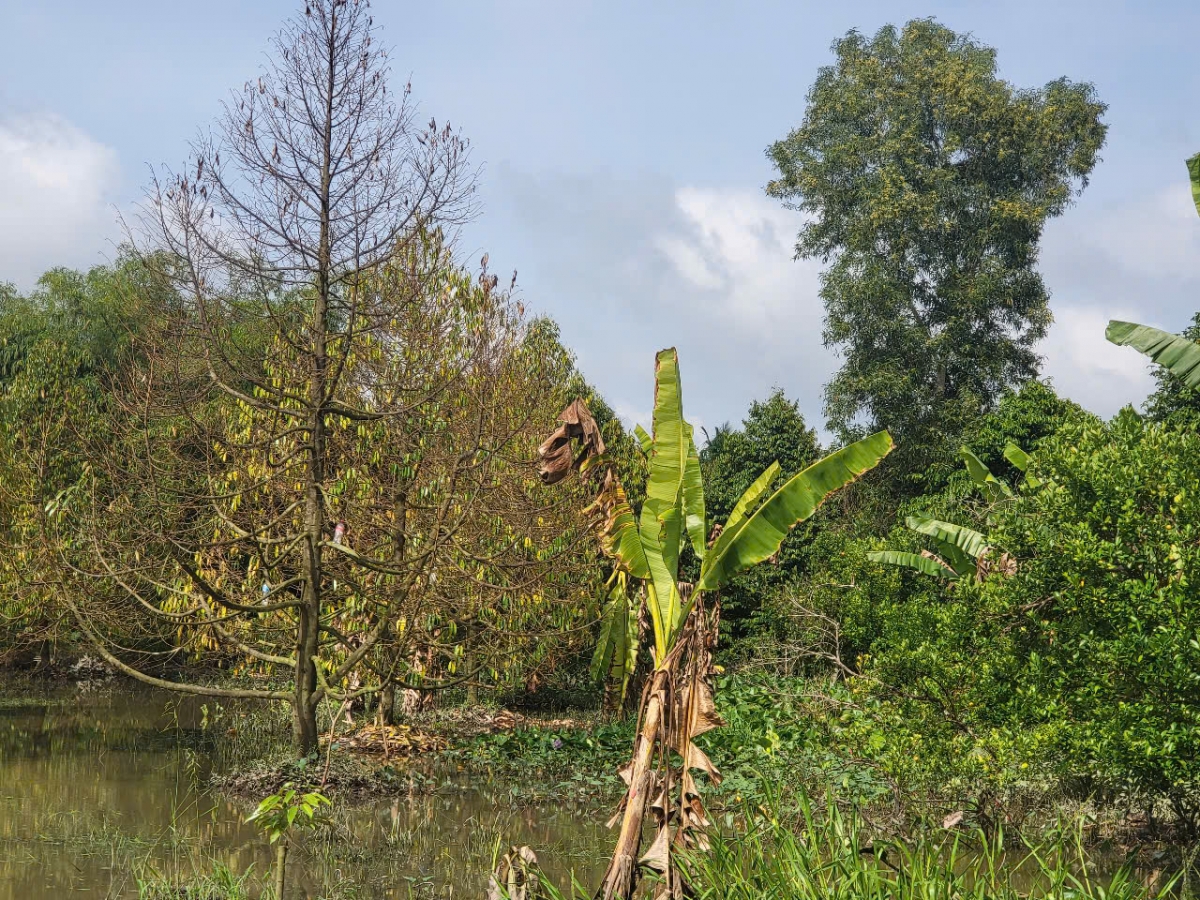 Nhiều diện tích cây ăn trái, nhất là sầu riêng bị thiệt hại nặng nề.