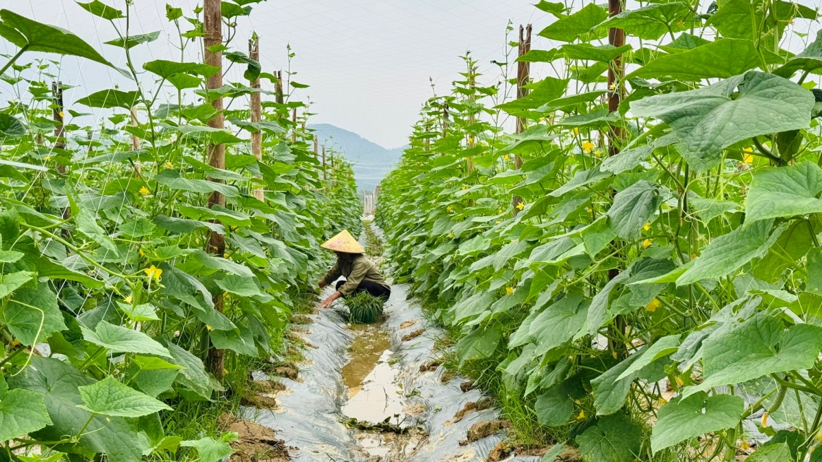 Người dân chuyển đổi cây thuốc lá sang trồng cây rau màu 