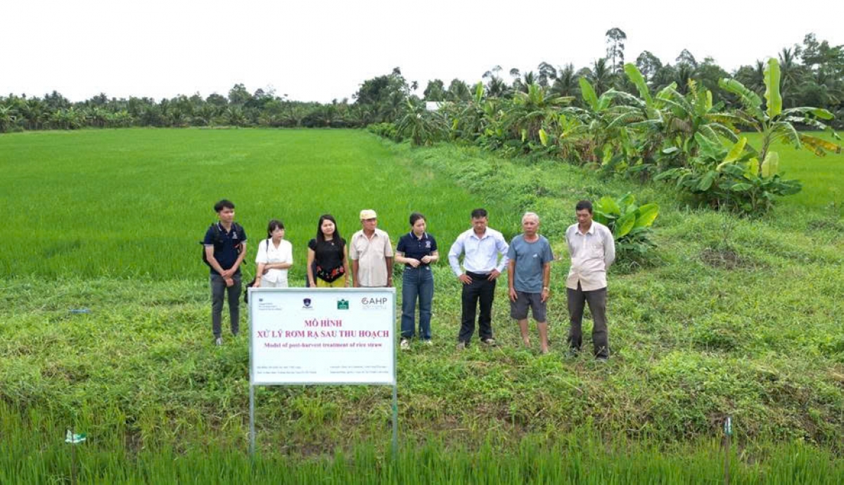 Mô hình xử lý rơm rạ của GAHP phối hợp cùng VACNE thực hiện thí điểm cho người nông dân tại Vĩnh Long