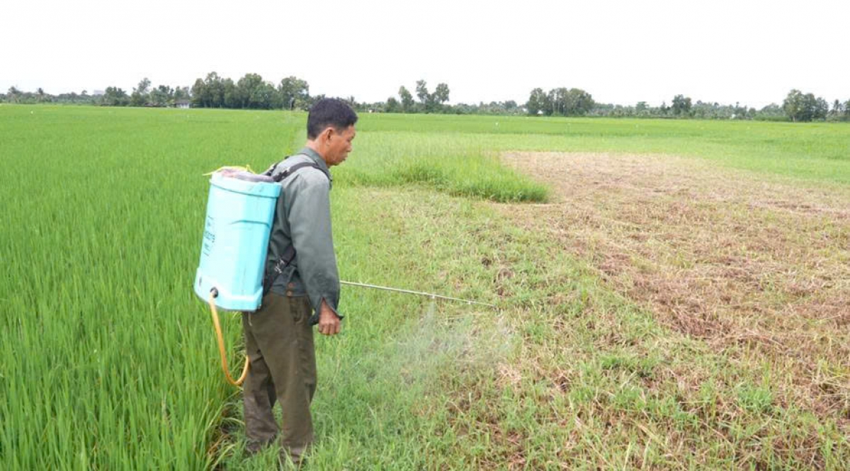 Ông Hùng sử dụng vi sinh cho gốc rạ để xử lý rơm rạ cho mùa vụ mới