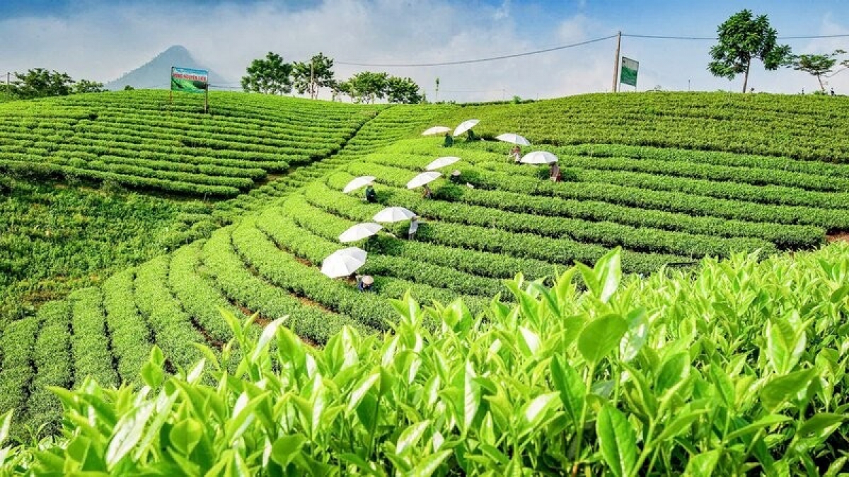 Thái Nguyên - Sản xuất chè an toàn, đảm bảo chất lượng